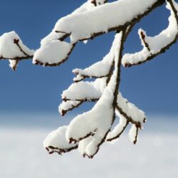 Snow piled up on a pine tree branch.