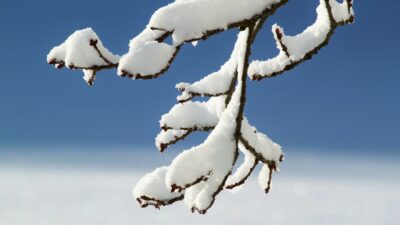 Snow piled up on a pine tree branch.